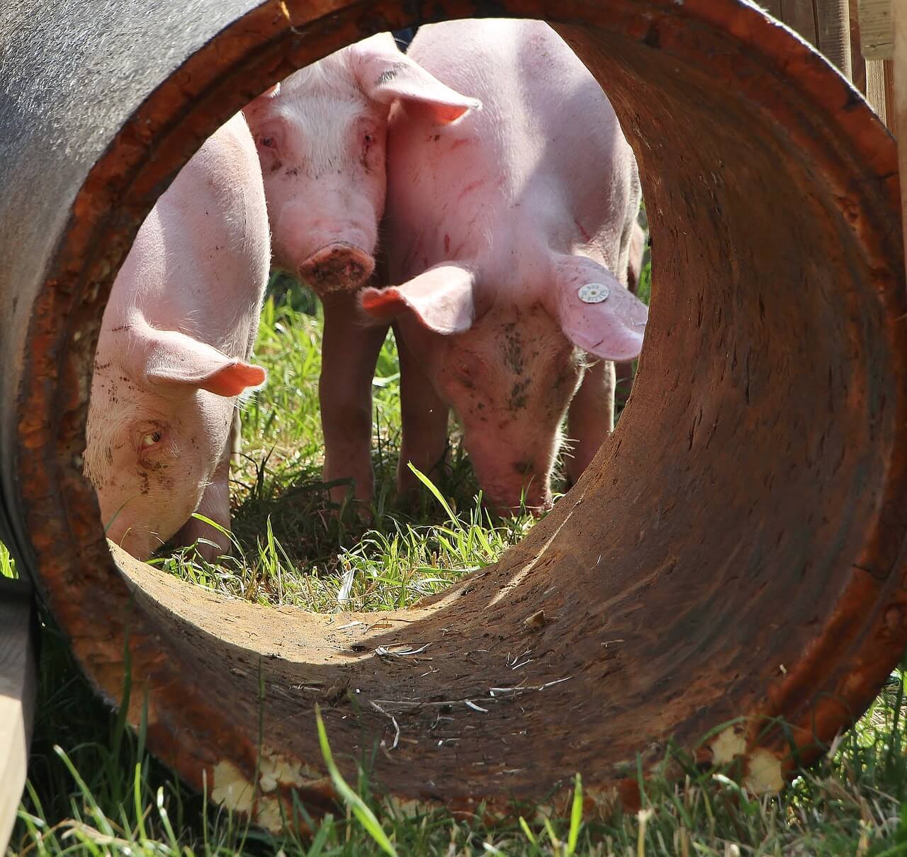 ”Welches Schweinderl hätten Sie denn gern?“