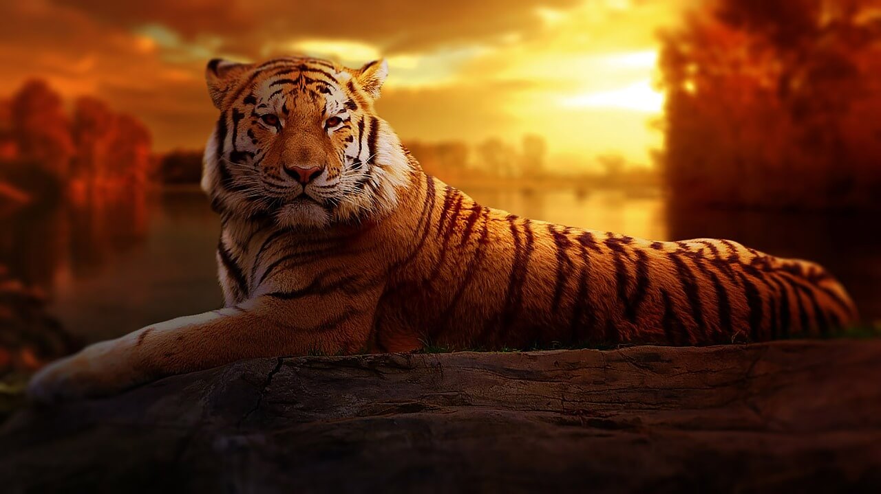 Schnellkochtopf und Feuer Tiger