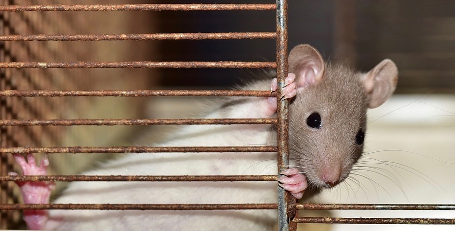 Raus aus dem Stall – Rein in das Leben! Die Metall Ratte